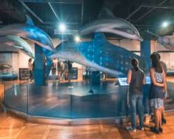 Gallery number 10 teaches about marine life. It features life-size replicas of a whale and manta ray.